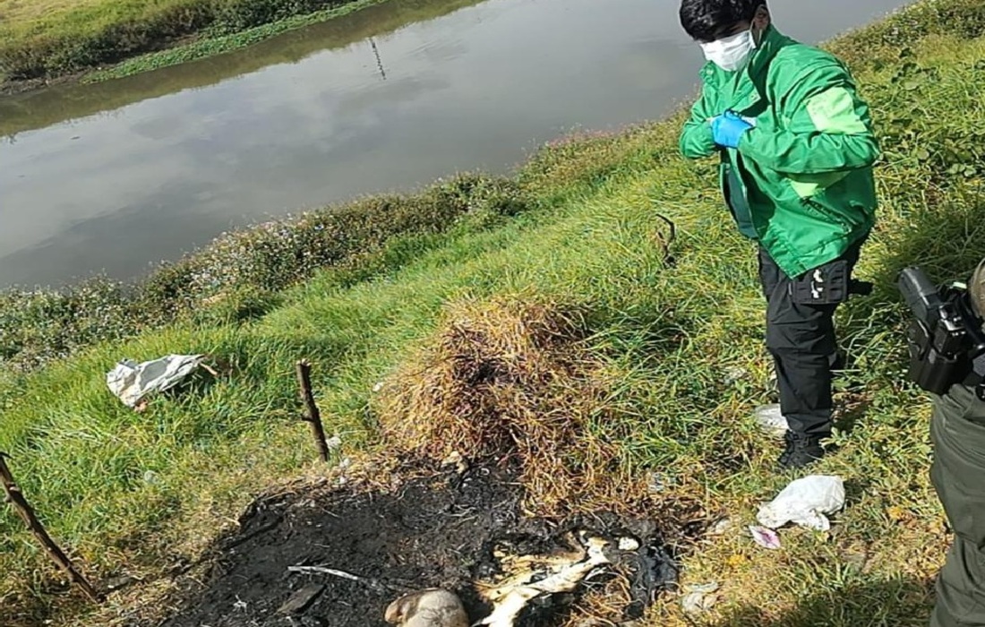Atroz denuncia de maltrato animal en Bogotá: investigan caso de perra incinerada Suba
