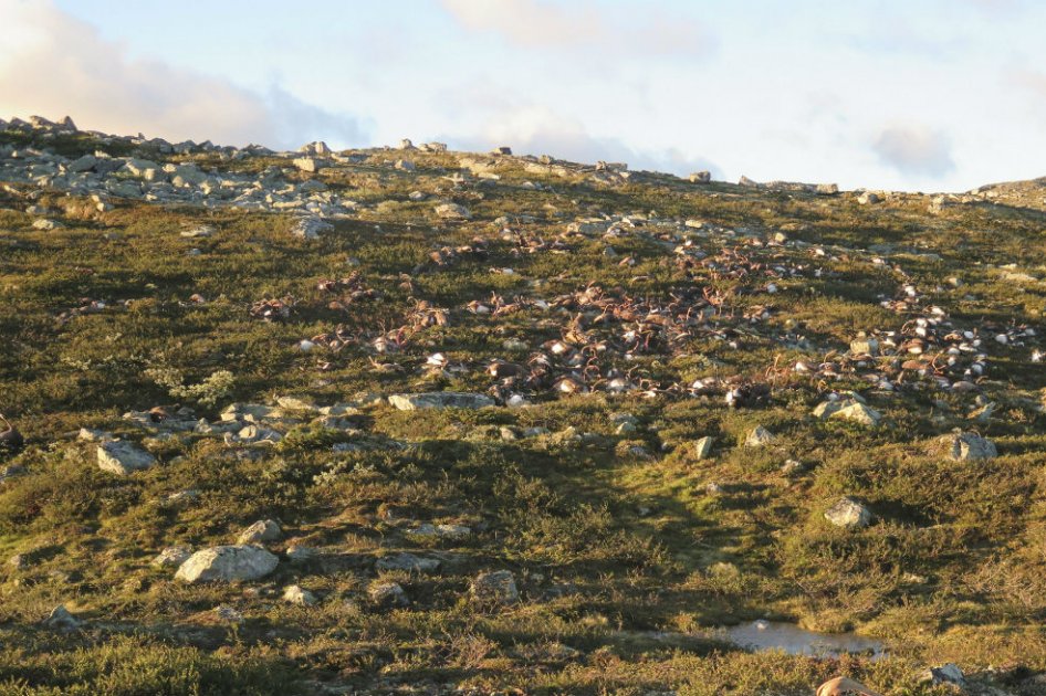 Rayo mata a 300 renos en Noruega