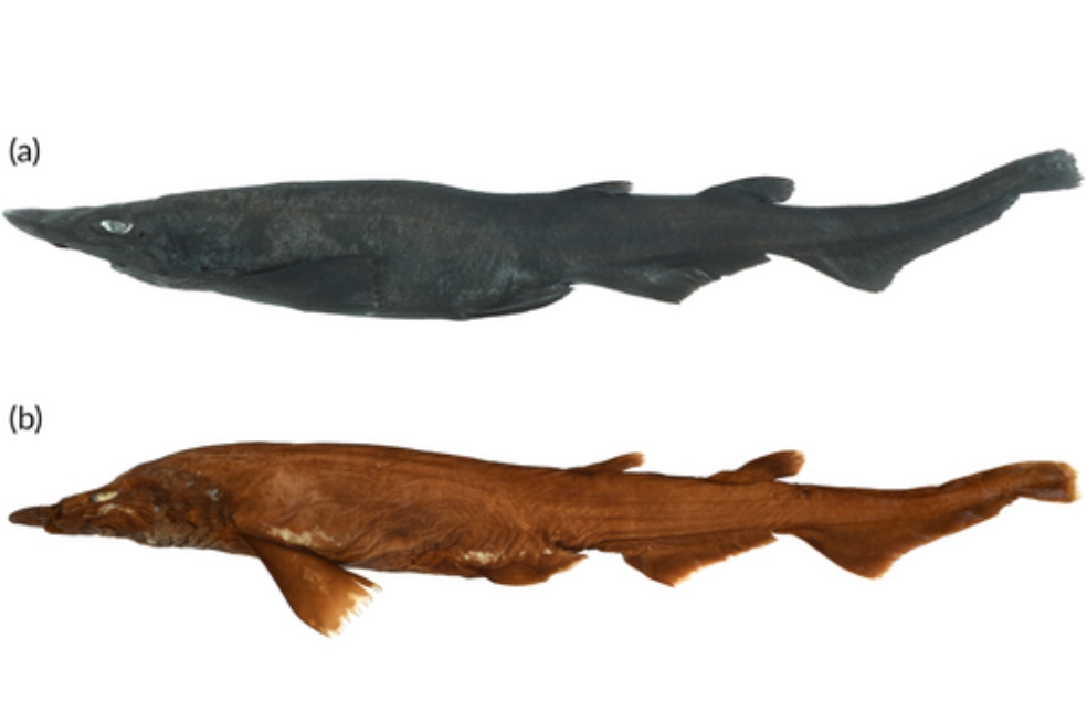 Identifican nueva especie de tiburón tras hallar en un museo unos huevos únicos