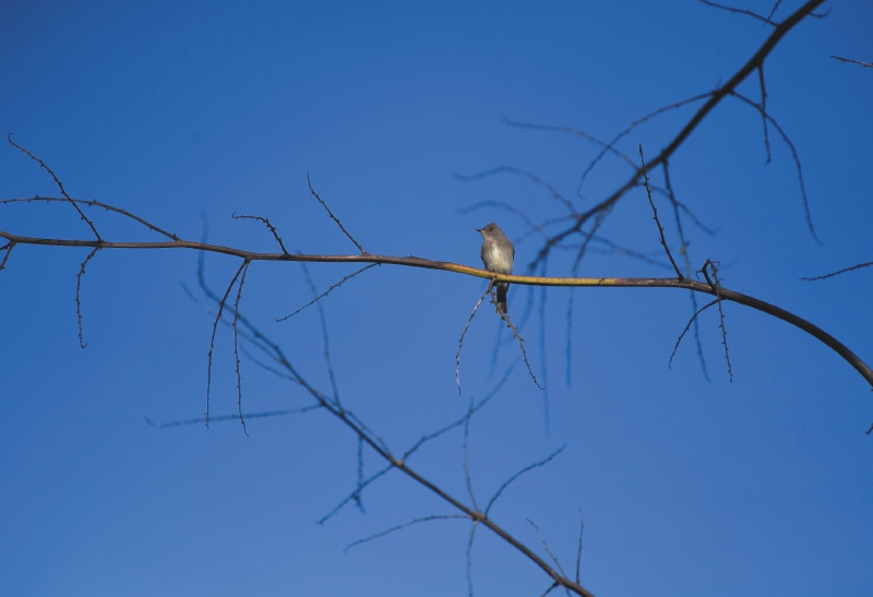 El paraíso de aves que resguarda Cundinamarca