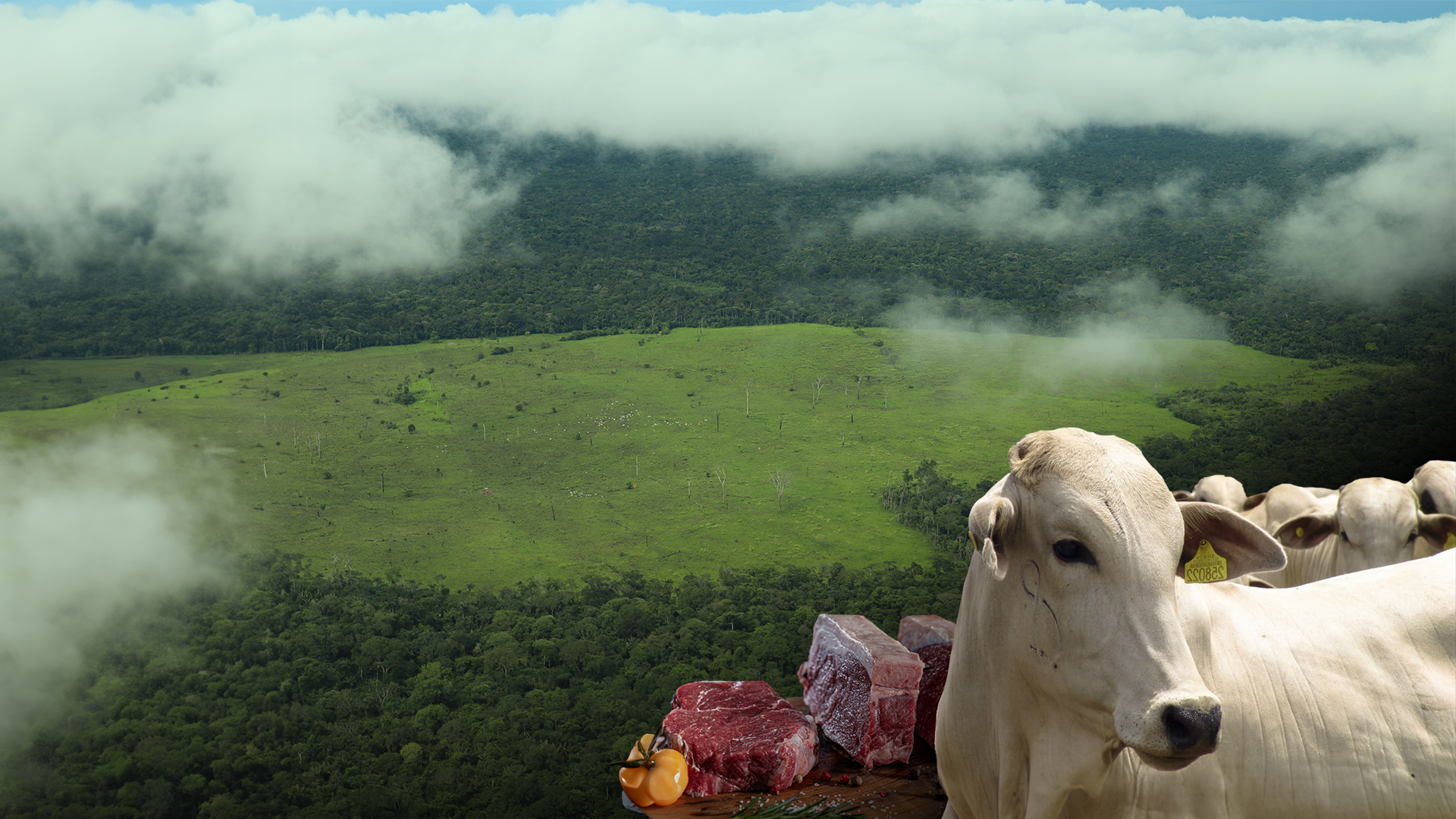 Fotomontaje a partir de un sobrevuelo junto a la FCDS por áreas protegidas del sur de Meta, Caquetá y Guaviare. Se evidencia la presencia de vacas (esquina inferior izquierda) pastando en zonas deforestadas de la Amazonia.
