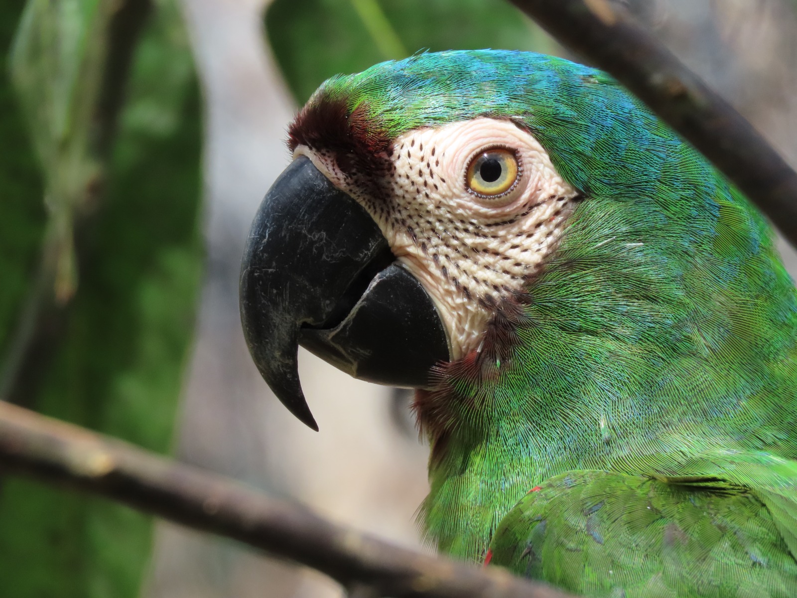 ¿Cuántas clases de loros hay en Colombia?