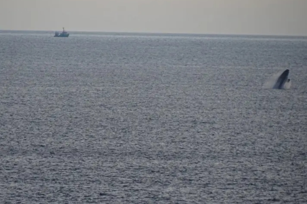Por primera vez en 114 años avistan a una ballena franca del Atlántico Norte