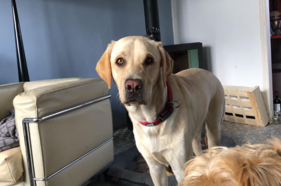 Twix, el labrador que brinda felicidad y compañía en una residencia para ancianos