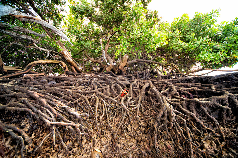 Sally Lighfoot crab (Grapsus grapsus) and mangroves in Baronesa Bay, Floreana Island, Galapagos, Ecuador.