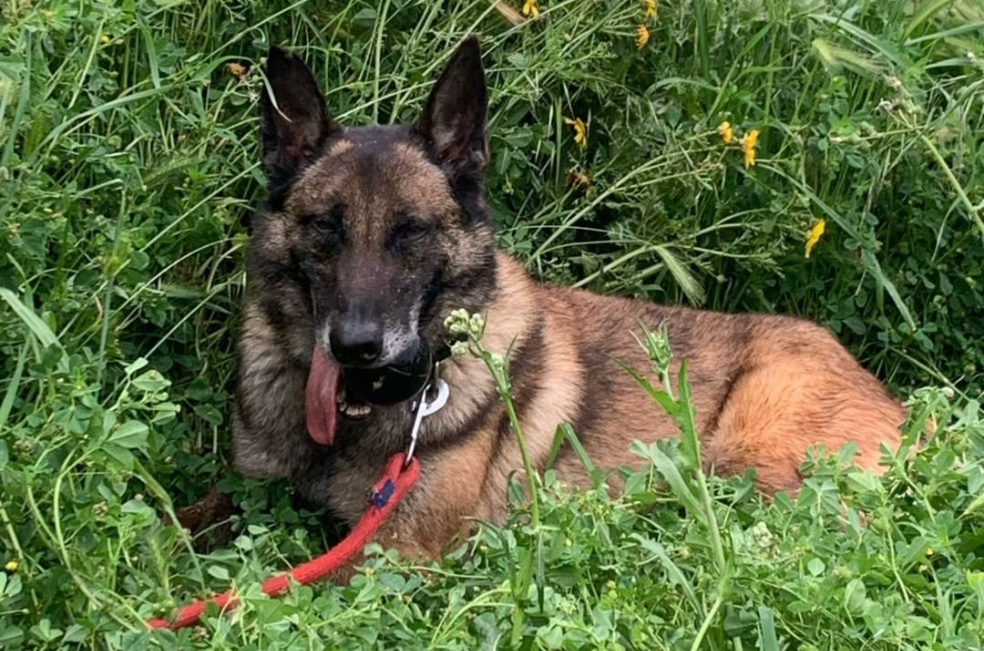 Tras mil días en la perrera, Max finalmente encuentra un nuevo hogar
