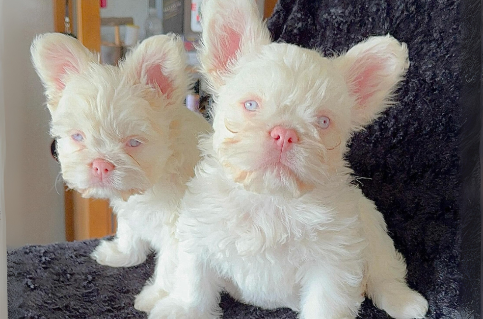 La moda de los bulldogs albinos: una nueva raza mutante llena de riesgos