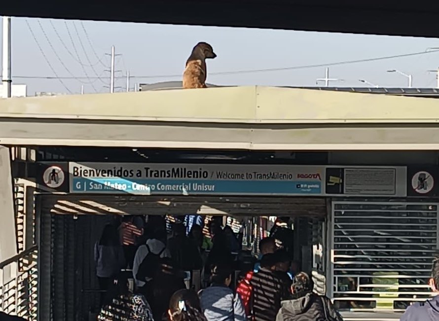 Cachorro quedó atrapado en el techo de estación de Transmilenio: ahora busca hogar