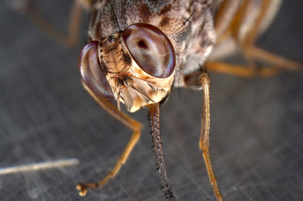 Descifran genoma de la mosca tse-tse