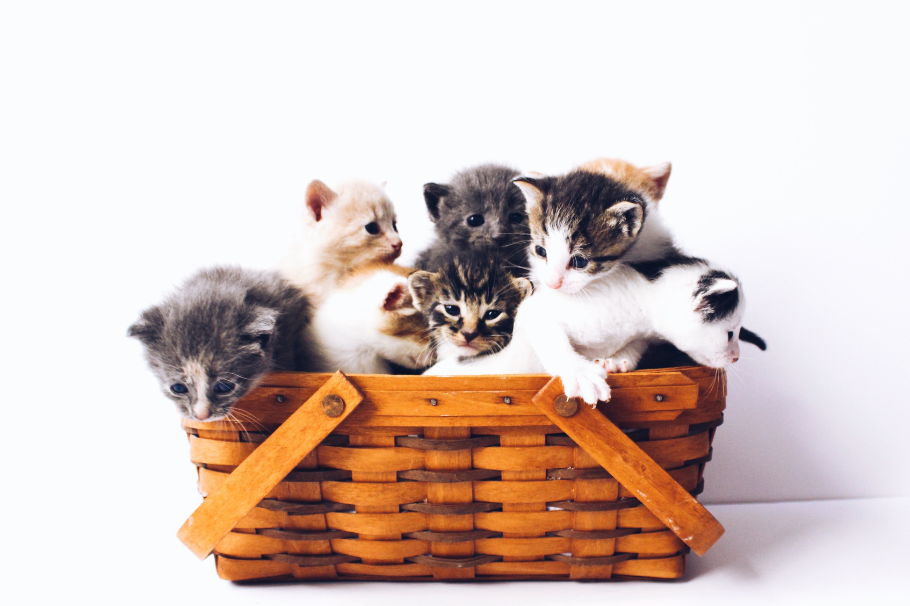 Gatos: ¿cuántos bebés pueden tener en una camada? Acá te contamos