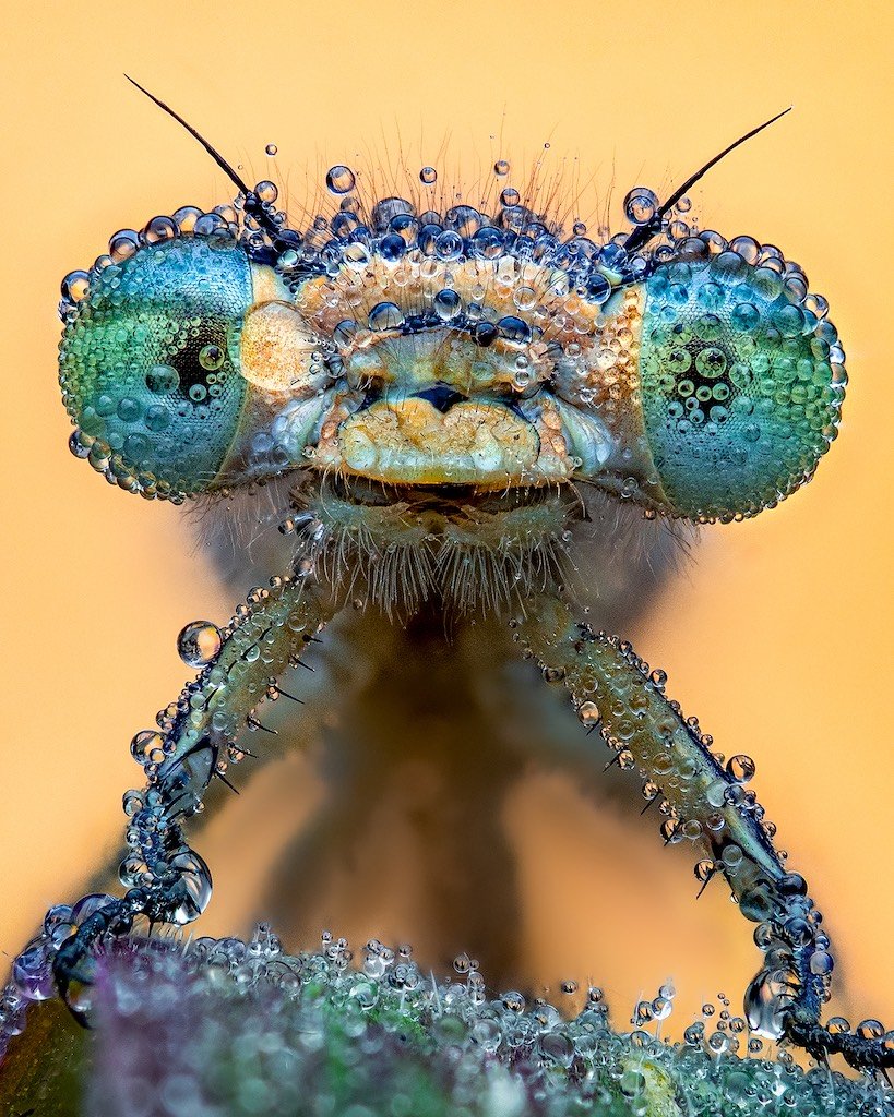 Mucho más de rocío. (Finalista). "En la piscina Mousecroft, Shrewsbury, fotografié este caballito del diablo cubierto de rocío durante las primeras horas de la mañana, alrededor de las 3 de la madrugada, en mayo. Dado que los insectos son de sangre fría y necesitan calor para moverse, normalmente descansan por la noche. El descenso repentino de la temperatura hace que el rocío se adhiera a ellos. Este momento es ideal para retratos ya que no pueden moverse ni volar. A medida que se calientan con el sol naciente por la mañana, se limpian la humedad y se van volando. Para mejorar el atractivo visual, utilicé una tarjeta de fondo de color para agregar contraste y tonos adicionales a la imagen. Después, apilé los fotogramas en Helicon Focus, los edité en Lightroom y Photoshop y luego terminé con Topaz DeNoise".
