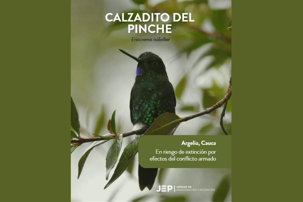 Calzadito del Pinche (Eriocnemis isabellae): Localizado en Argelia (Cauca), es endémica de la Serranía del Pinche y el corregimiento de El Plateado. Su pequeña población se extiende en un hábitat que se ha reducido con los años por la deforestación para los cultivos, primordialmente los de uso ilícito de coca.