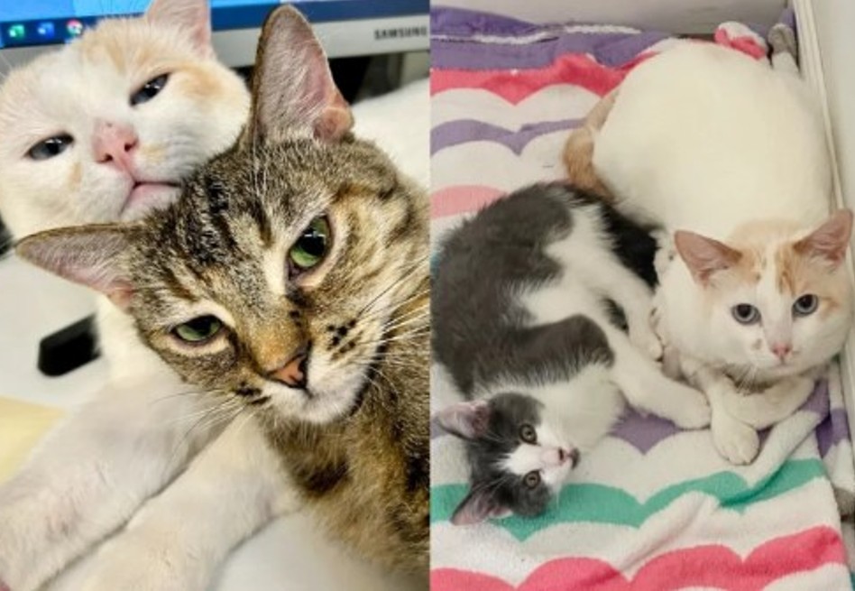 La historia del gatito al que sus compañeros de refugio le salvaron la vida
