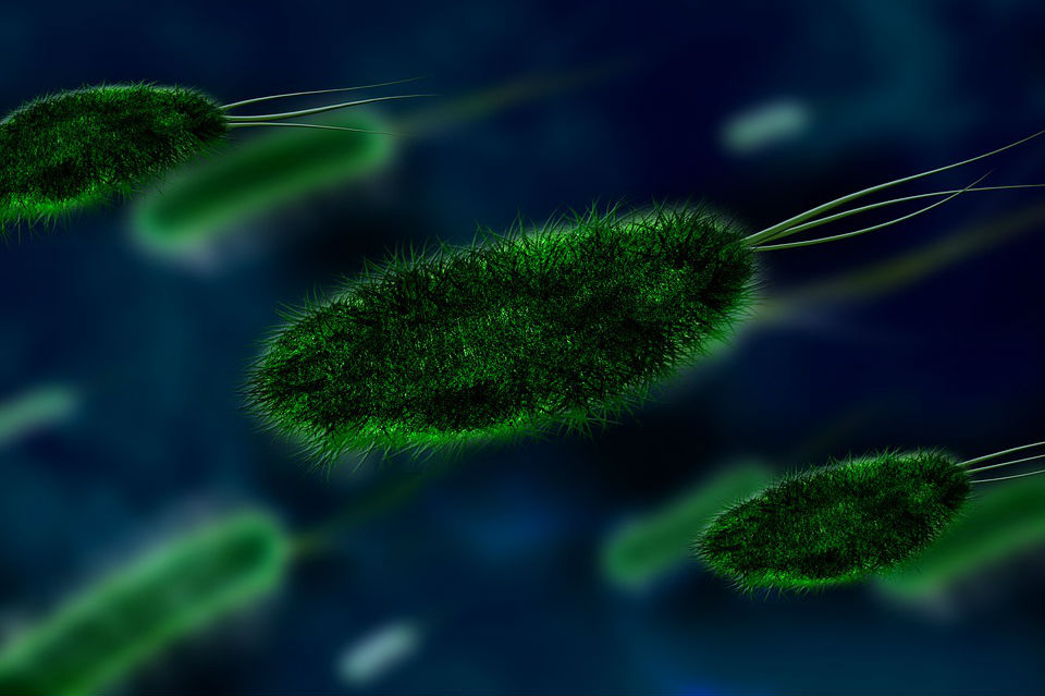 OMS urge a hallar nuevos antibióticos para 12 «superbacterias»