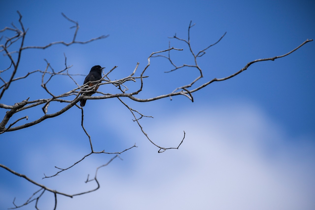 Casi la mitad de las especies de aves está experimentando una disminución de población