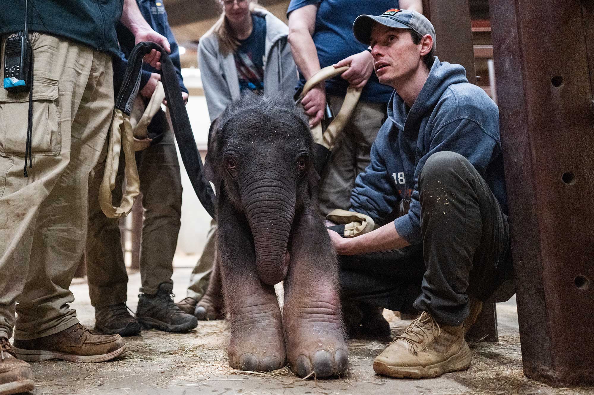 Por primera vez en 25 años, nació un elefante en el zoológico de Washington