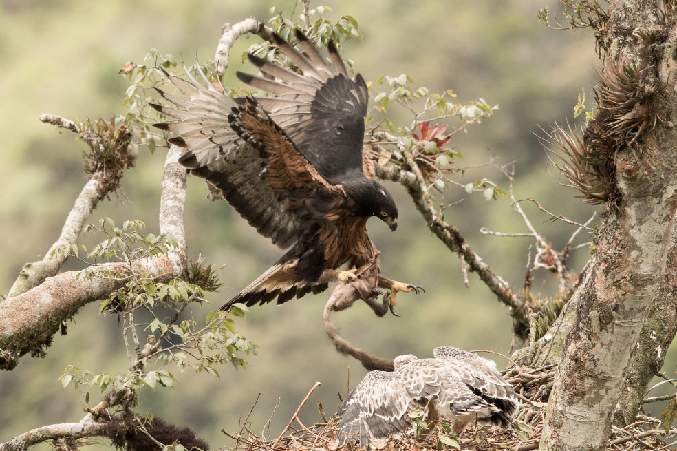 Águila crestada: evitar la deforestación no será suficiente para protegerla  | EL ESPECTADOR