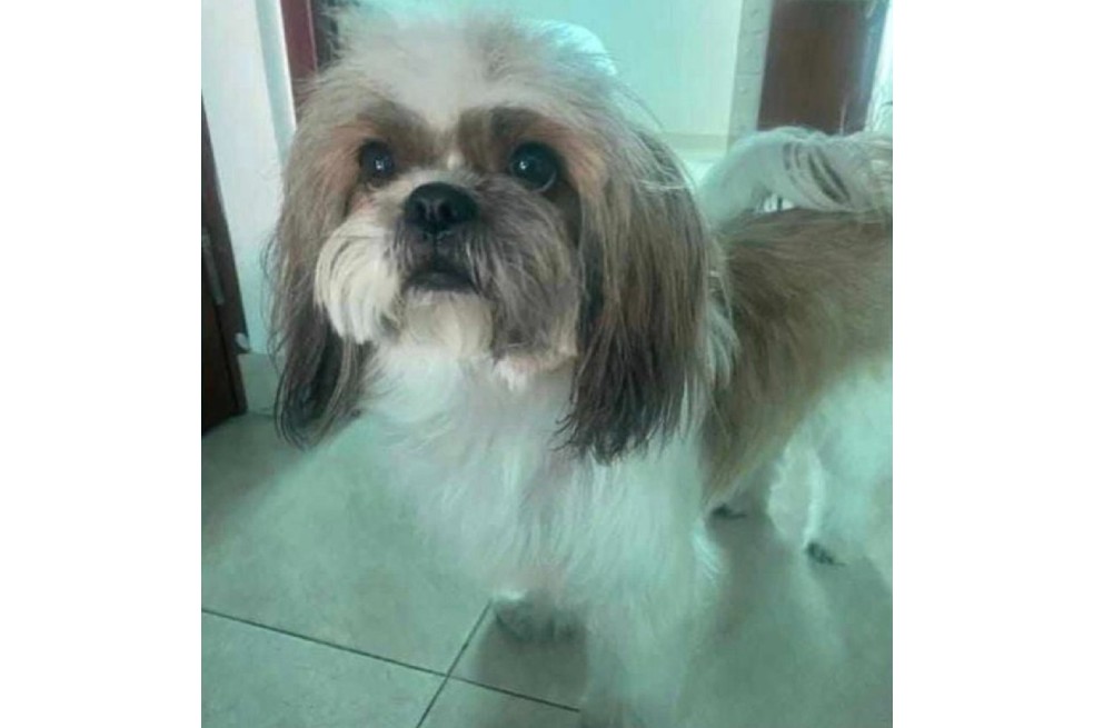 Buscan a Mía, perrita que sobrevivió al accidente en Melgar