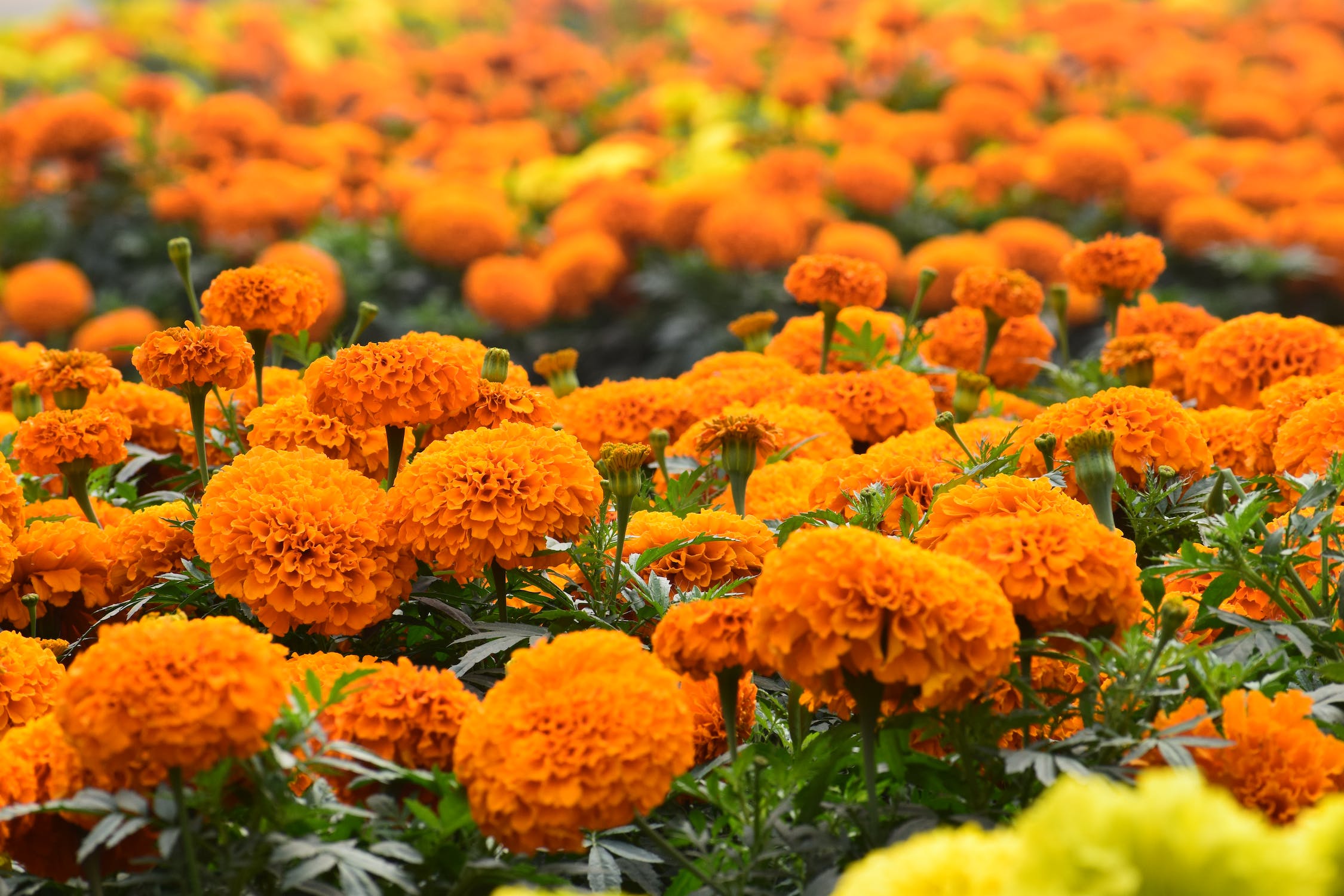 Chipaque, Cundinamarca, se alista para su segunda exposición de aromáticas