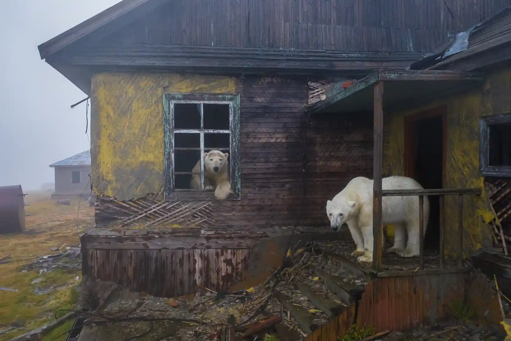 Categoría fauna urbana: Dmitry Kokh, de Rusia, capturó el momento en el que osos polares estaban vagando entre los edificios del asentamiento abandonado durante mucho tiempo en la Isla Kolyuchin, en Rusia.