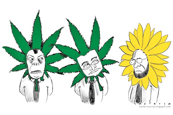 La ola verde… marihuana