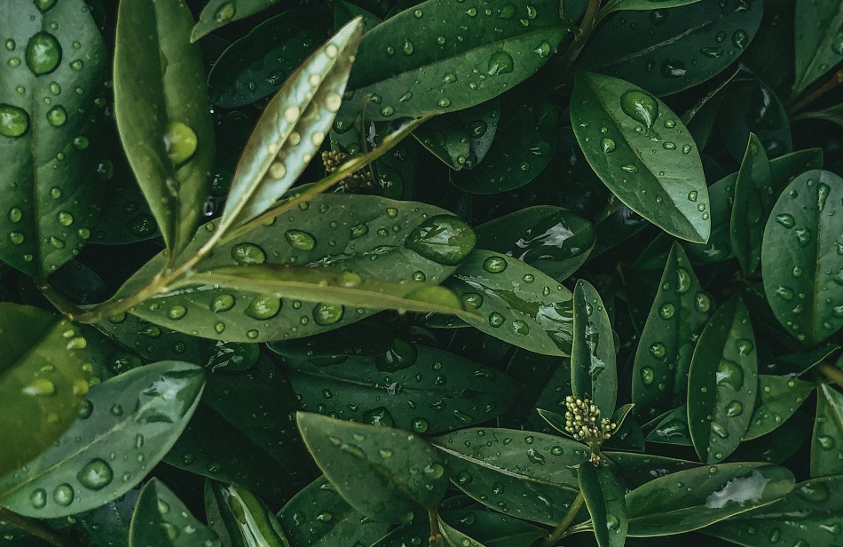 Hojas de laurel para encontrar el amor en fin de año, te enseñamos el truco