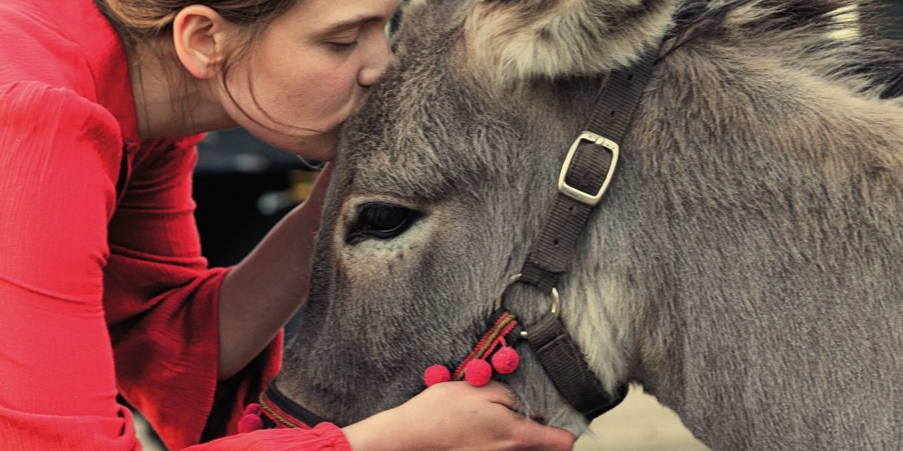 Burros, orcas y osos, los animales “actores” en cine y televisión