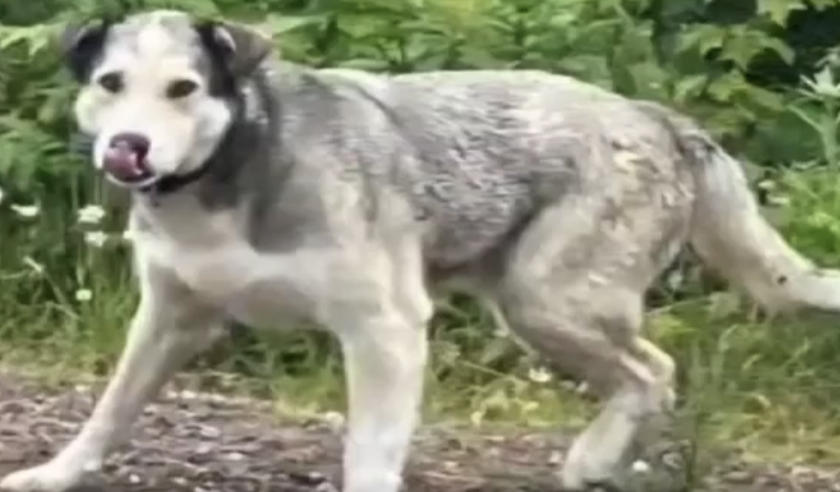 Apareció el perro Barley: sus dueños se cansaron de buscarlo, pero sus vecinos insistieron hasta encontrarlo
