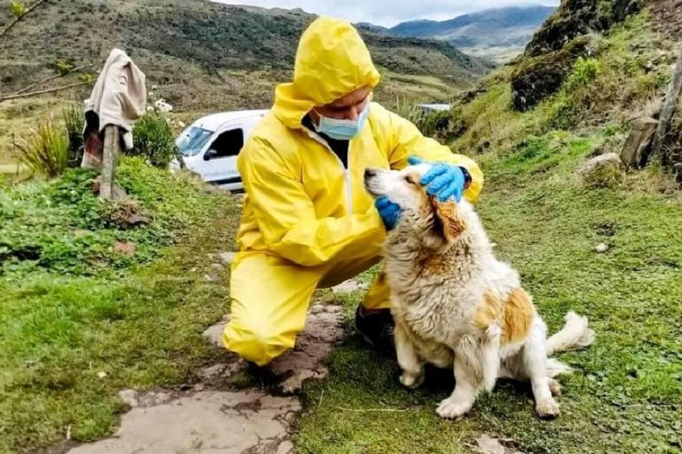 En Bogotá, los animales también reciben atención durante la cuarentena