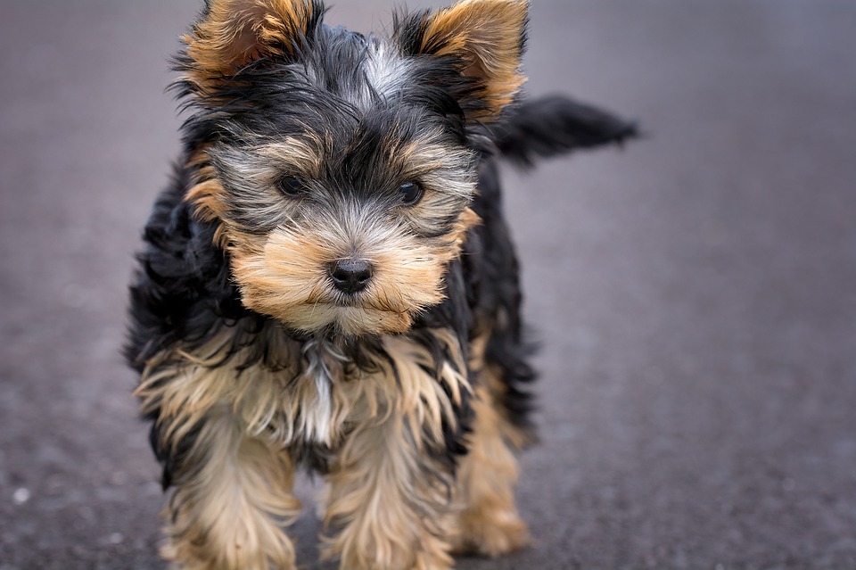 Corte brasileña concede derecho de visita de un hombre a su mascota