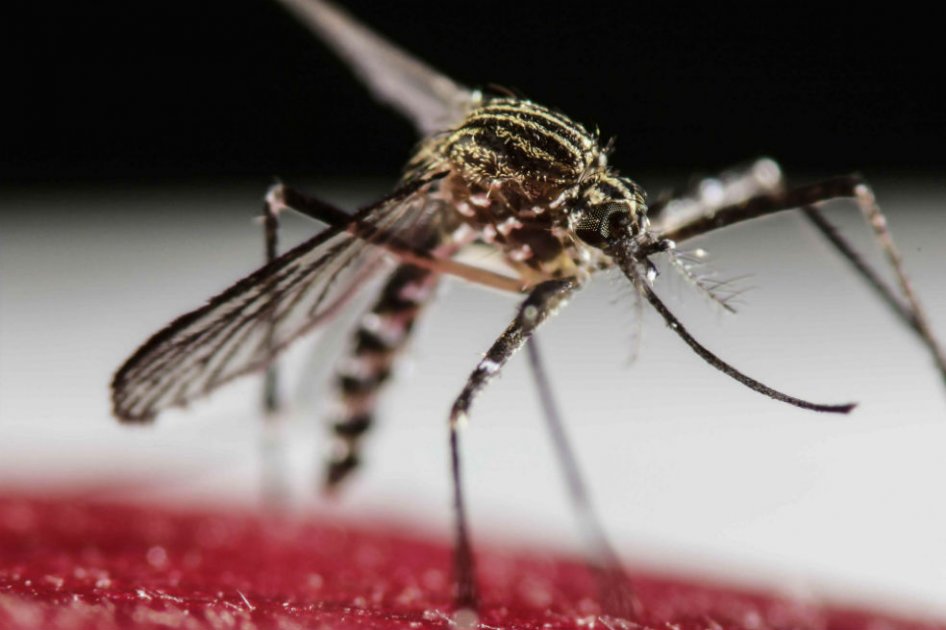 Iberoamérica aboga por la cooperación internacional para luchar contra el zika