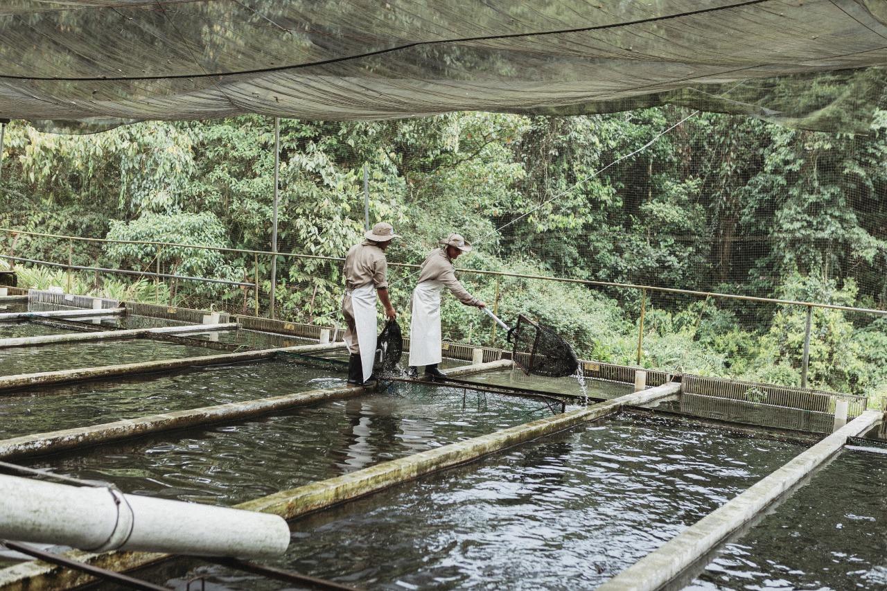Tilapia: ¿por qué fue el producto estrella de la piscicultura y el sector agropecuario en 2020?