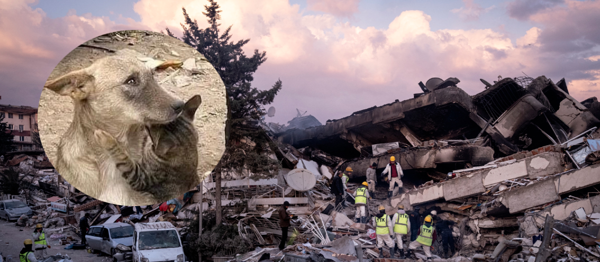 Terremoto en Siria: la foto de un gato abrazando a un perro que conmueve al mundo