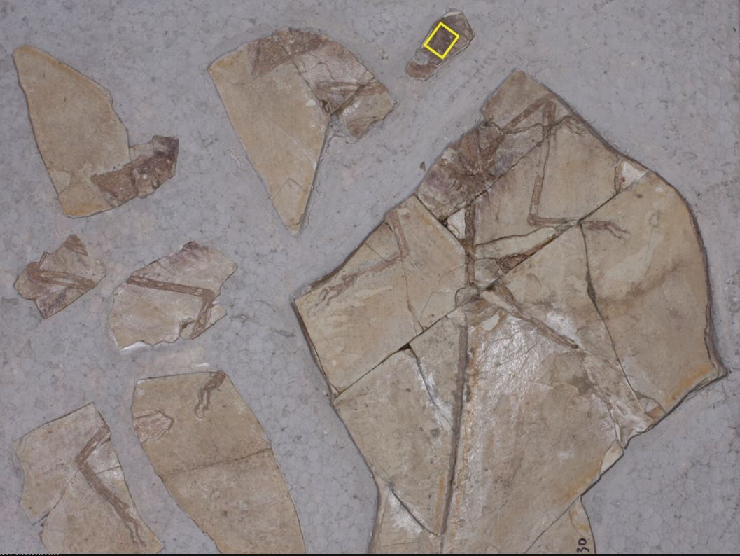 Descubren evidencia de un mamífero comido por un dinosaurio hace 120 millones de años