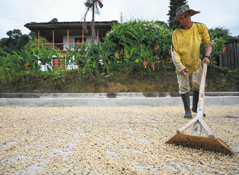 Las medidas para proteger la comercialización del café de los efectos de El Niño