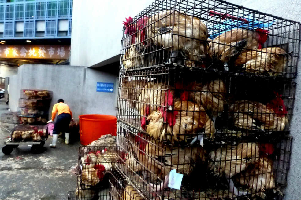 Gripe aviar suma seis muertos en China
