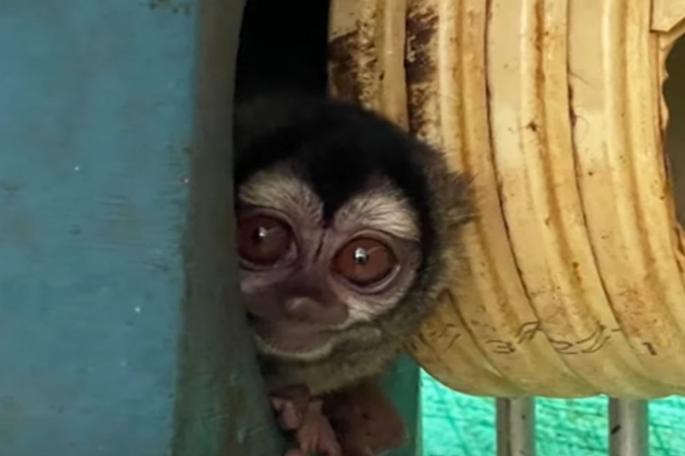 Minciencias investigará presunto maltrato animal en laboratorio con monos en Cali