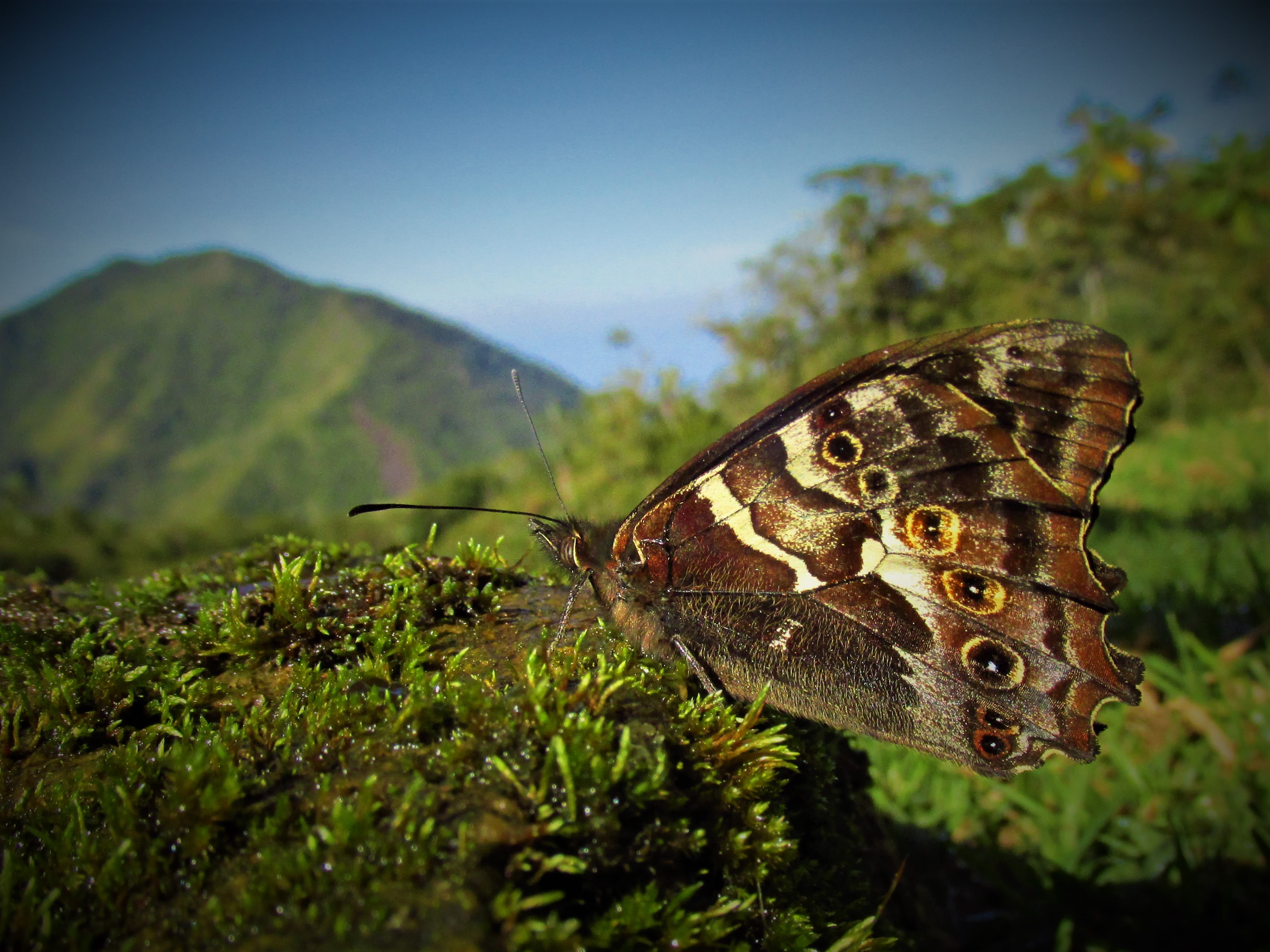La Arhuaco ica es otra especie endémica de la Sierra Nevada de Santa Marta. Su principal amenaza es la destrucción de su
hábitat como consecuencia de la
expansión agrícola y ganadera.