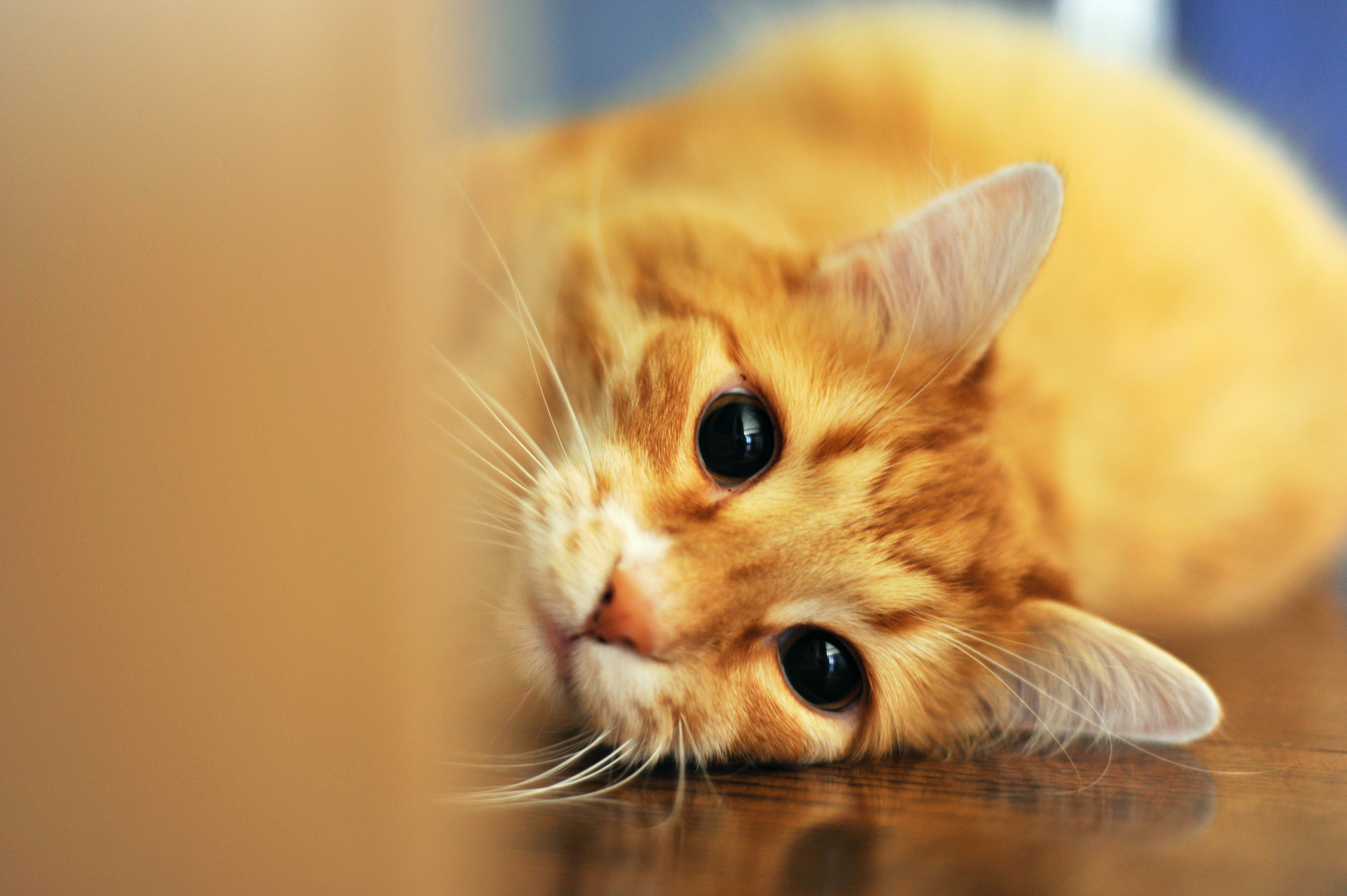 ¿Cómo se llaman los gatos famosos? ¿Cómo se llaman los gatos de Disney?