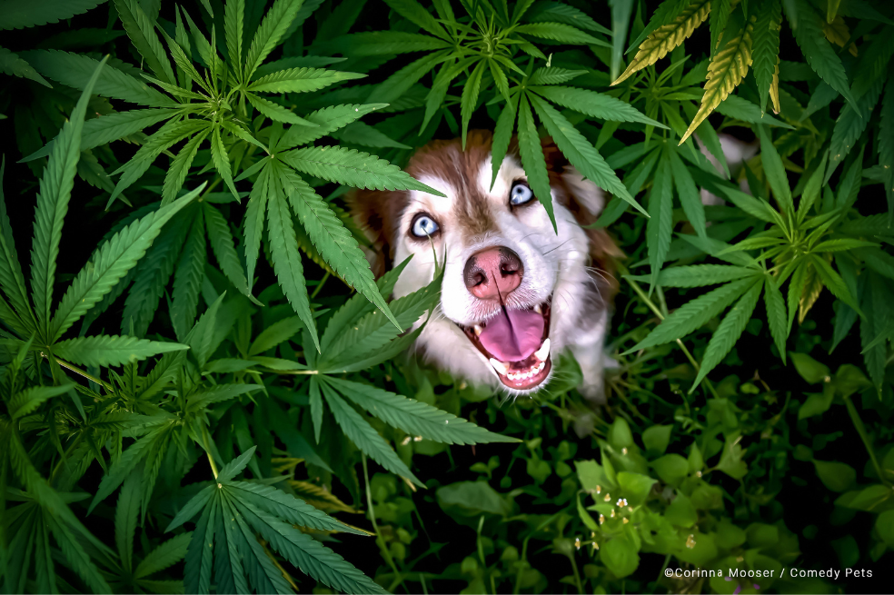 "Eso explica muchas cosas :D (No te preocupes, es cannabis normal para la industria)", escribió la fotógrafa sobre la imagen.