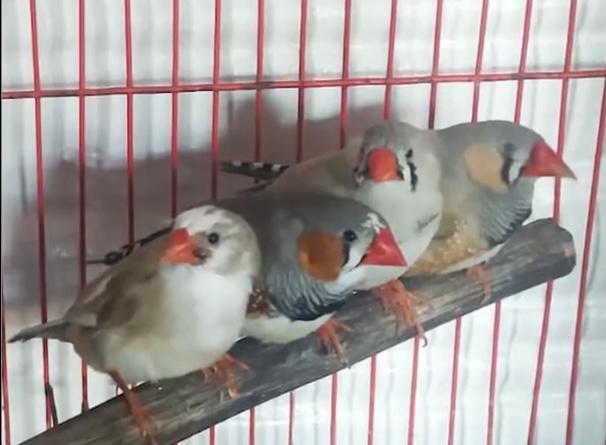 Rescatan 59 animales no convencionales que iban a ser comercializados en Bogotá