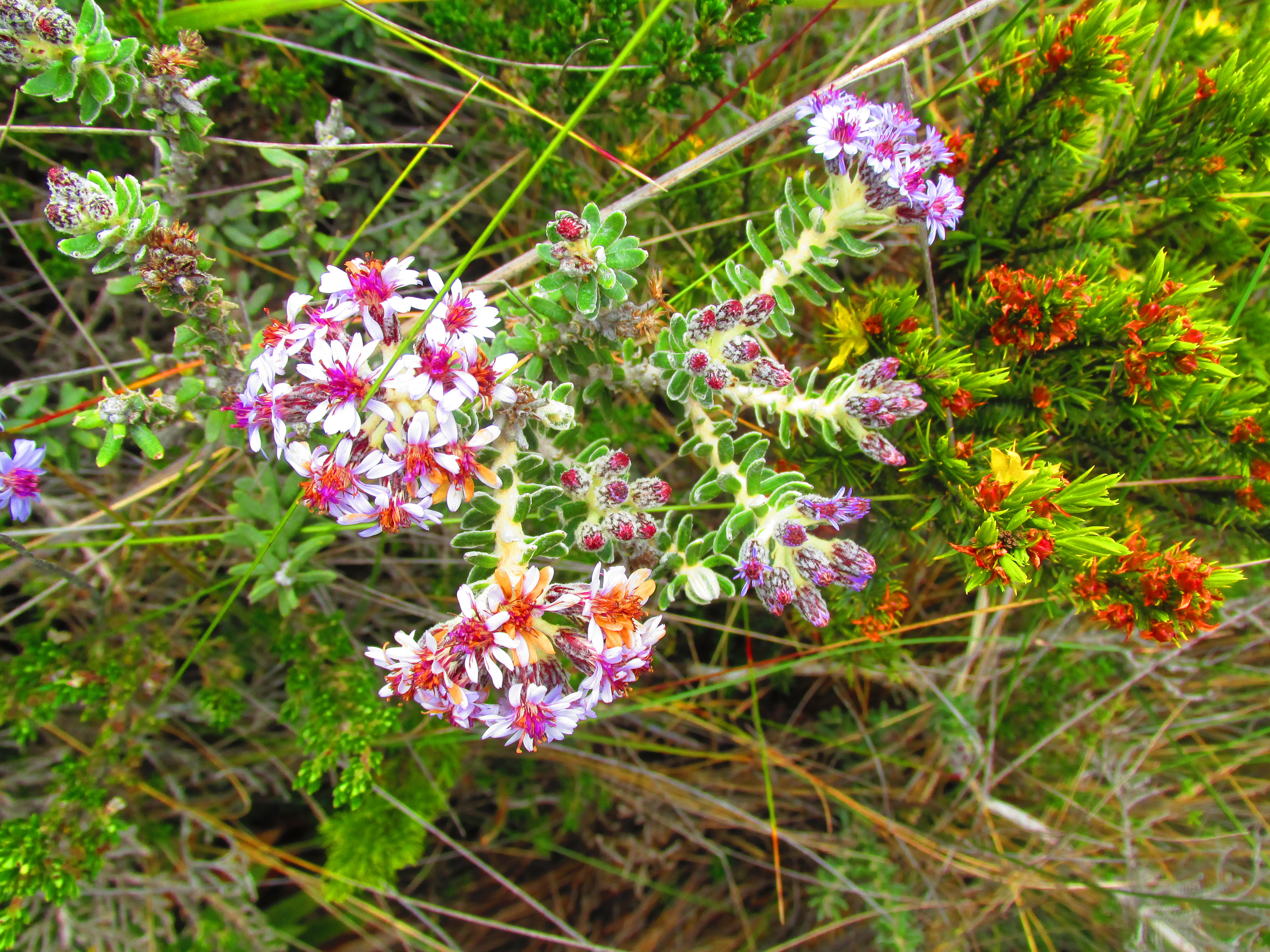 Habita la cordillera Oriental, los páramos de Chingaza, Cruz Verde-Sumapaz, Guerrero, entre otros. Se considera una especie con Preocupación Menor (LC). /Oswaldo Díaz