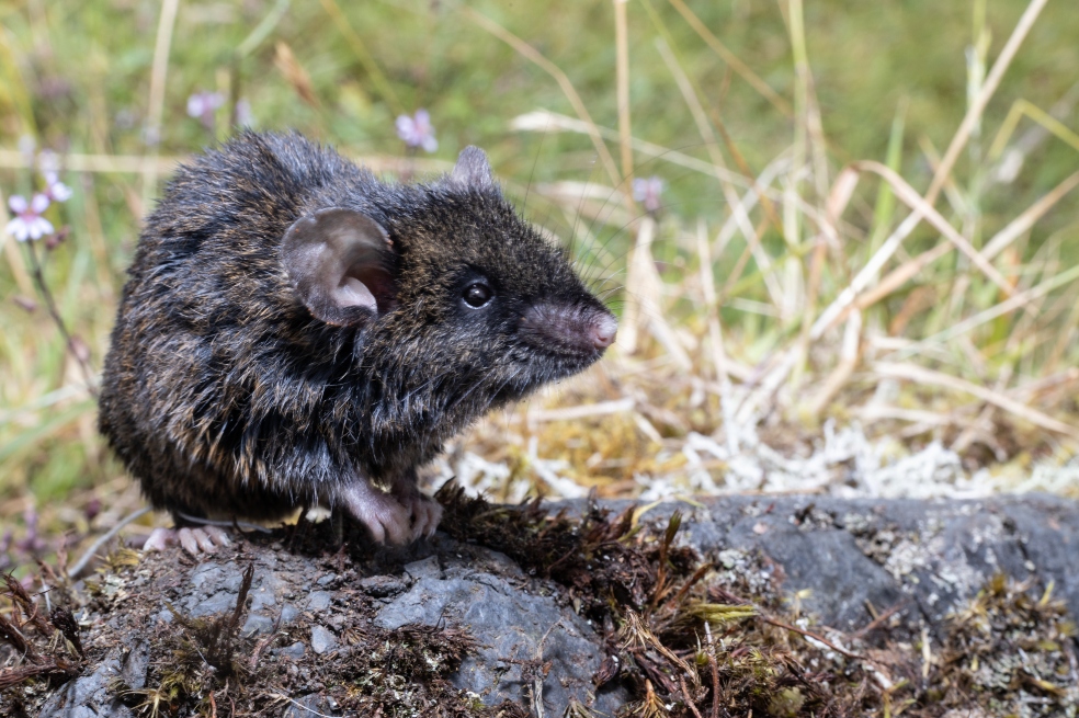 Raton montañero (Thomasomys laniger) uno de los roedores que habita el páramo de Chingaza.