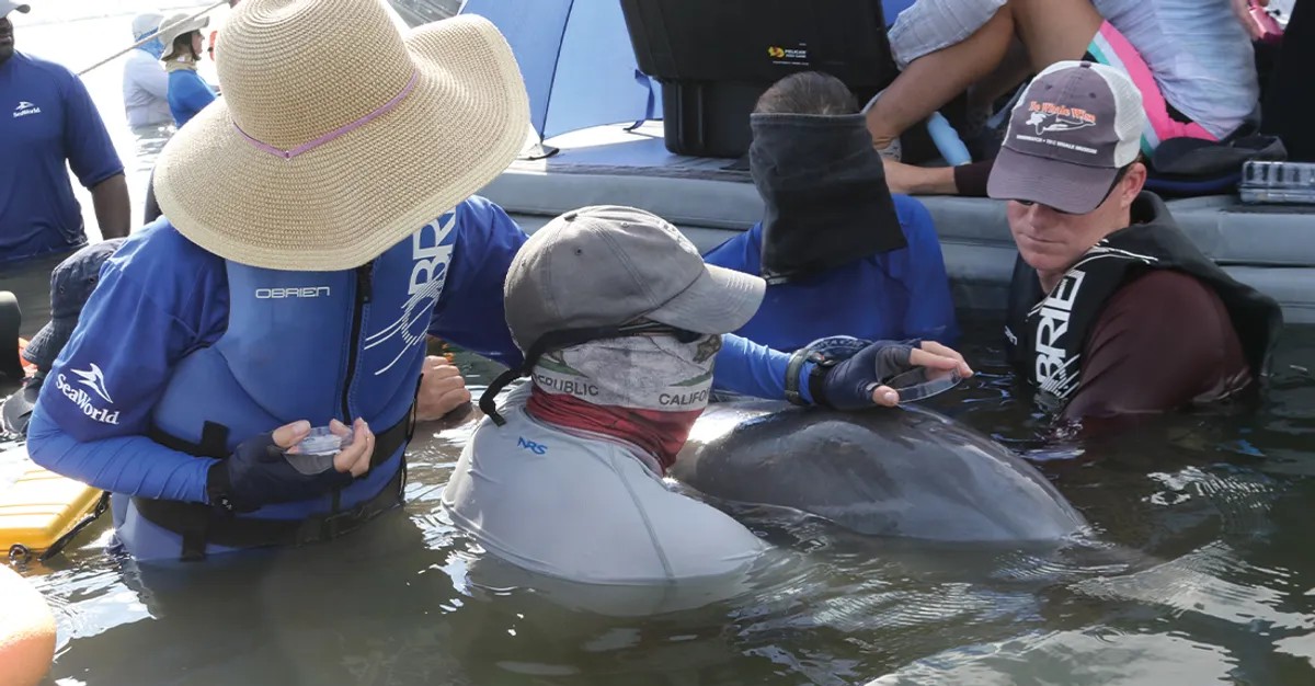 Por primera vez, científicos encuentran microplásticos en el aliento de delfines