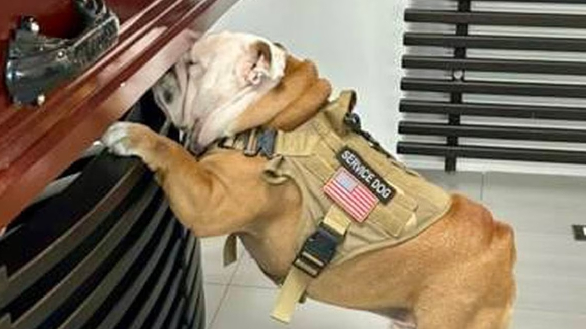Perro se despide de su difunto dueño: se acerca al ataúd y lo olfatea