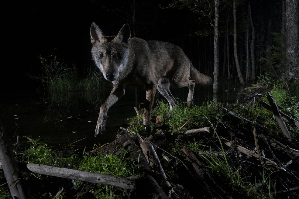 Subcampeón categoría mamíferos: Aare Udras, de Estonia. La imagen de un lobo.