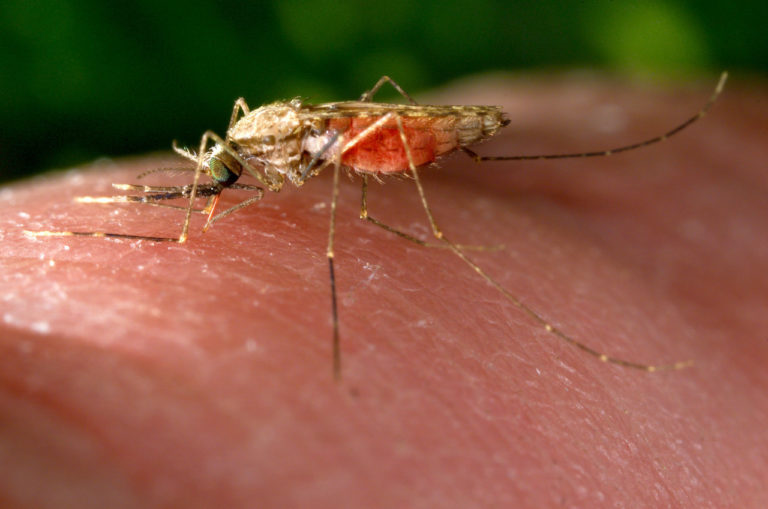 Los mosquitos de la malaria son cada vez más difíciles de controlar