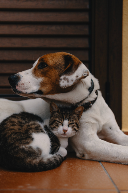 ¿Cómo proteger a tus mascotas de la mala calidad del aire? Esto deberías saber