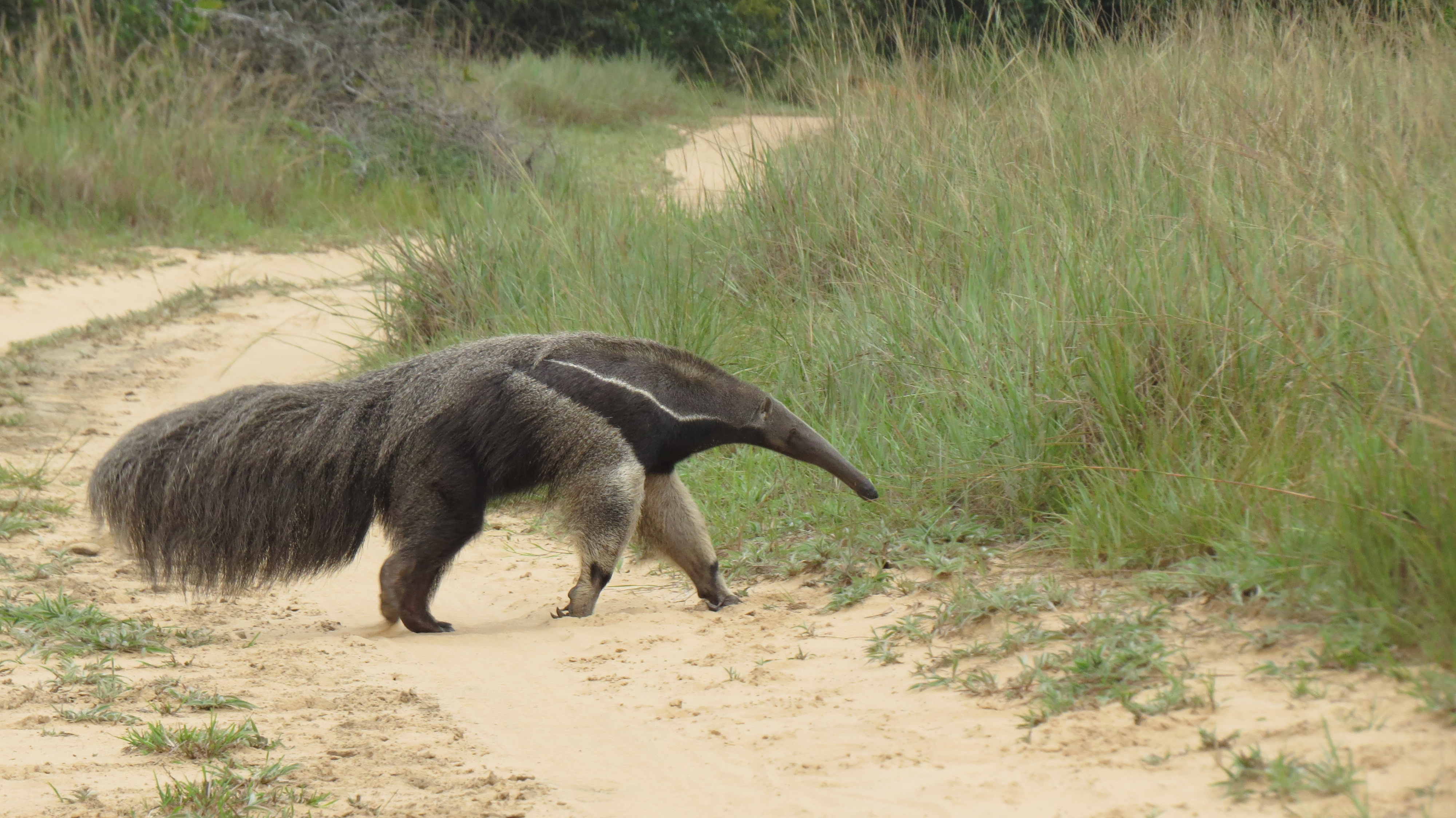 El avistamiento del Oso Hormiguero es uno de los hits de la reserva natural Mururito