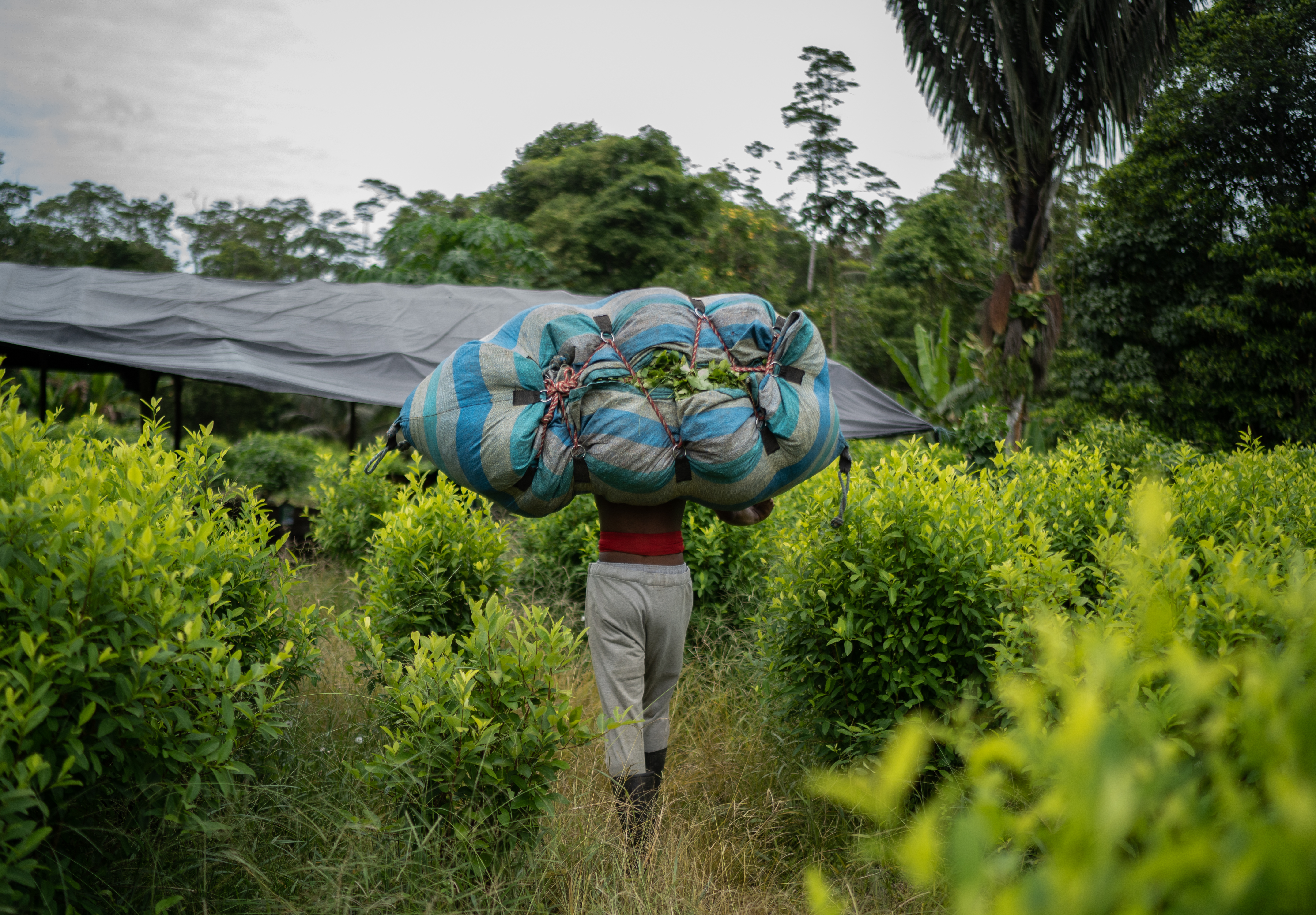 Los desaparecidos de la coca: la lucha de la comunidad indígena awá por sanar su territorio